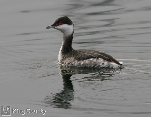 Photo of Podiceps auritus